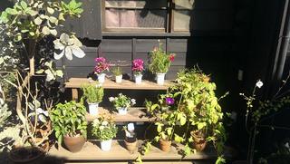 植木