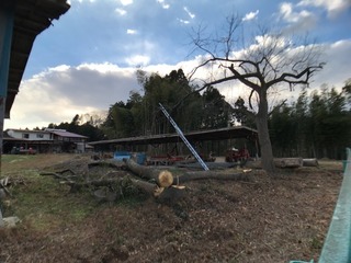 隣地の木